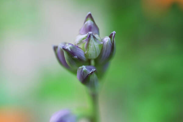 HurmerintaArt's tweet image. The Hosta Buds Will Bloom Soon.
Flower photography. Macro photography.

#wallart #cards #bags #mugs and more here:
 johanna-hurmerinta.pixels.com/featured/the-h…