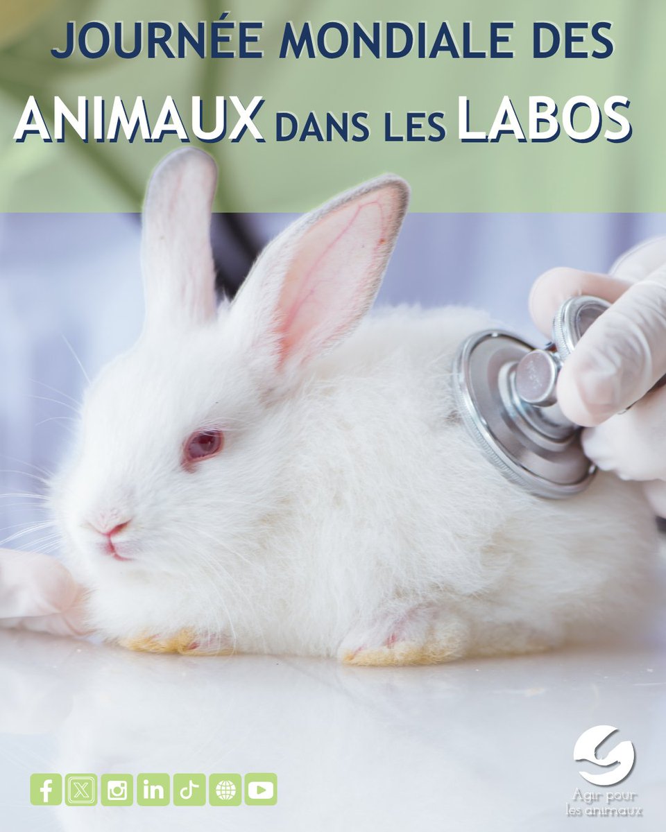 RefugeAgir's tweet image. 🐭JOURNÉE MONDIALE DES ANIMAUX DANS LES LABORATOIRES🐶 

💔 2 millions d’animaux utilisés à des fins scientifiques en France en 2023

💌@30millionsdamis soutient le développement d’alternatives à l’expérimentation animale 
#stopanimaltesting  

 source →
30millionsdamis.fr/actualites/art…