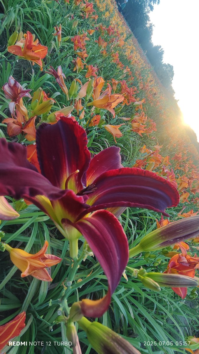 Вероника tweet media