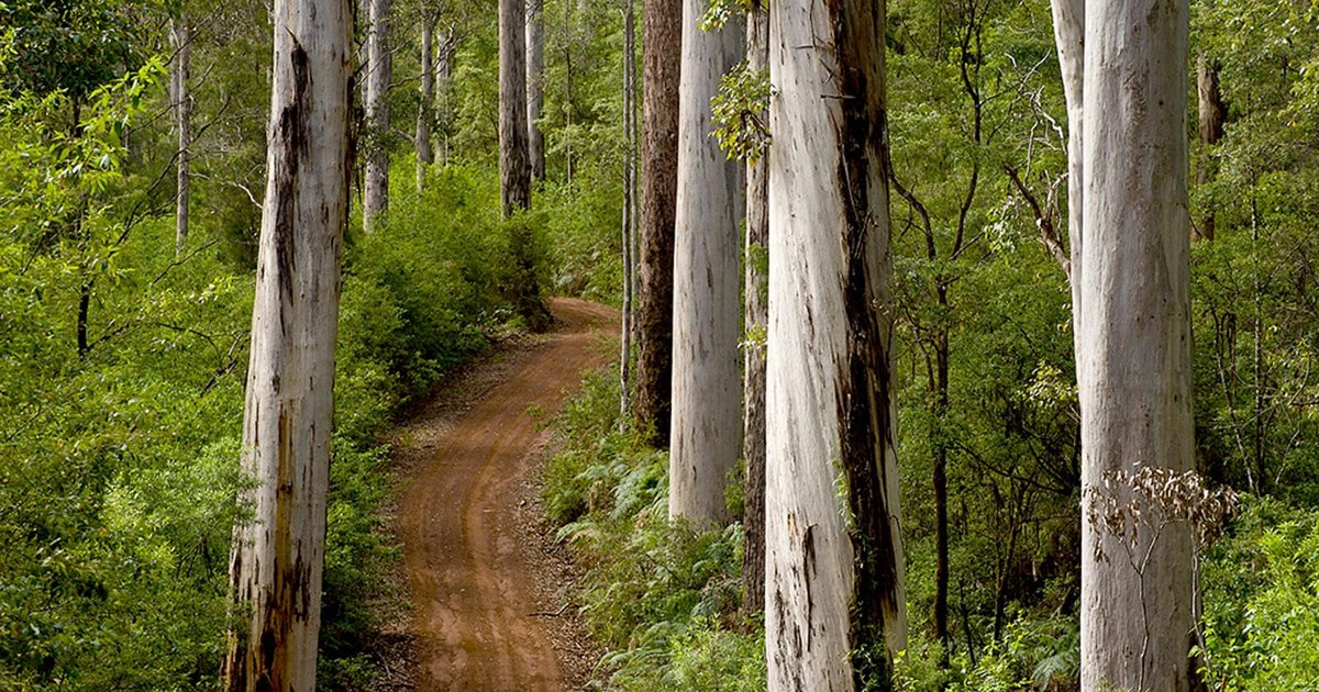 TrailHikingAust's tweet image. Karri Views is an 800m, grade 2 hike located in Gloucester National Park, Western Australia. The hike should take around 40 minutes to complete.

#hiking #bushwalking  #trailhikingaustralia #TrailsWA #WalkWA #HikeWA #WesternAustralia #Gloucester
trailhiking.com.au/hikes/karri-vi…