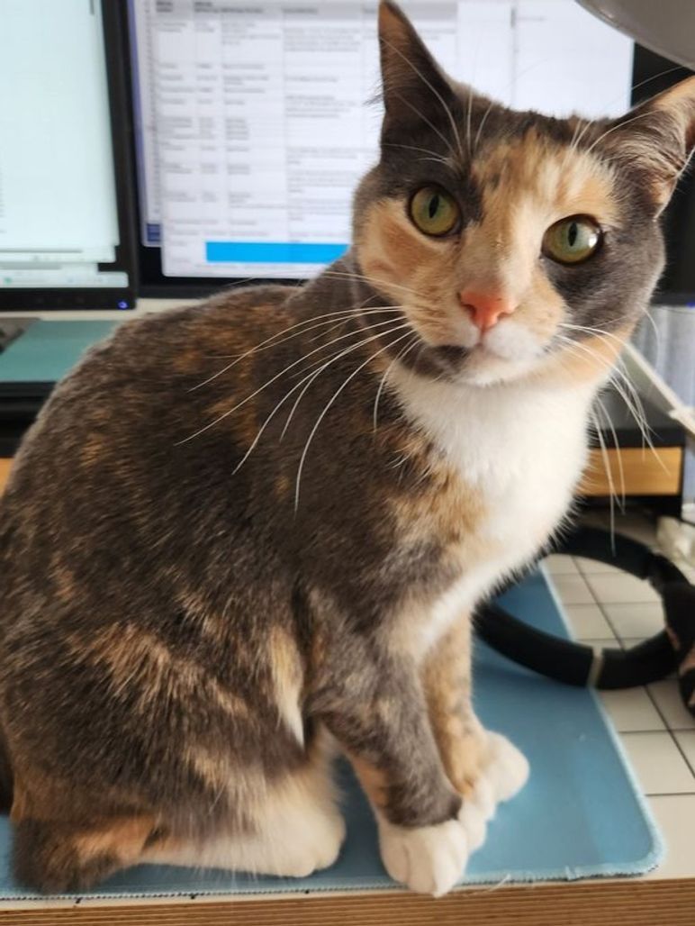 SistersInBiz's tweet image. Missing in Pawtucket
"Lottie"
White/orange calico
Microchipped, polydactyl (7/5 toes)
Shy/friendly; never been outside
Last seen 4/14
Elizabeth St &amp;amp; Saratoga Ave
#Pawtucket #RI
Email: c16070a6@contact.petfbi.org or Animal Control if spotted
buff.ly/KrPh4ZR #rhodeisland