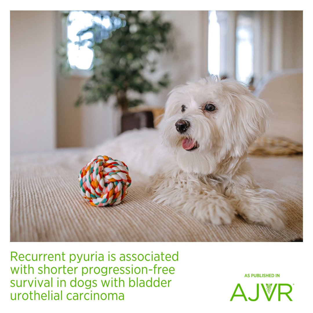 AJVROA's tweet image. #Pyuria may serve as a clinically useful marker of tumor progression in canine urothelial carcinoma. Open access article: jav.ma/uc2 #canineurothelialcarcinoma #prognosis #progressionfreesurvival #urinarybladder