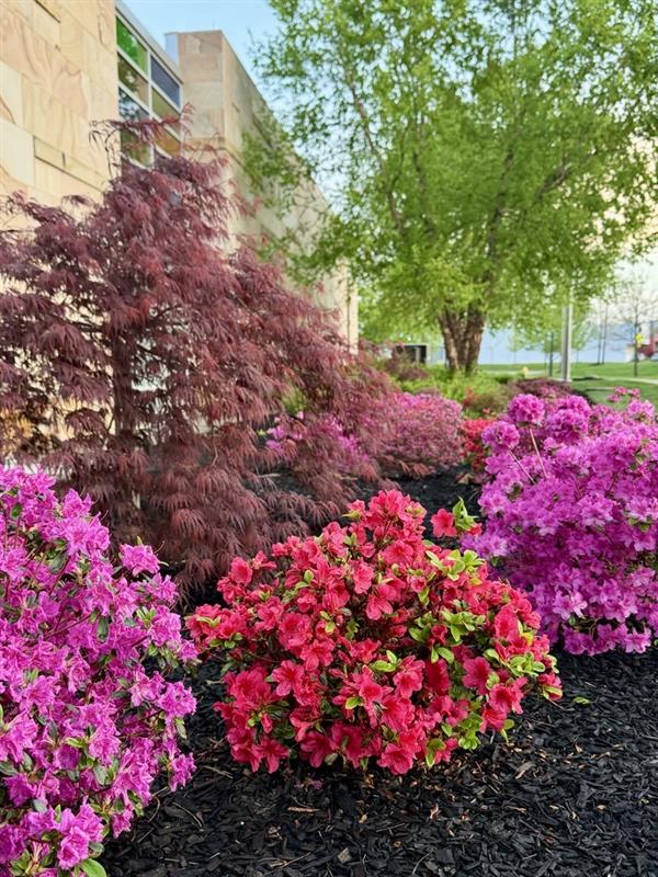 summitblueash's tweet photo. Just showing off some fresh Summit blooms 🌸✨ https://t.co/ityzN6m0oA
