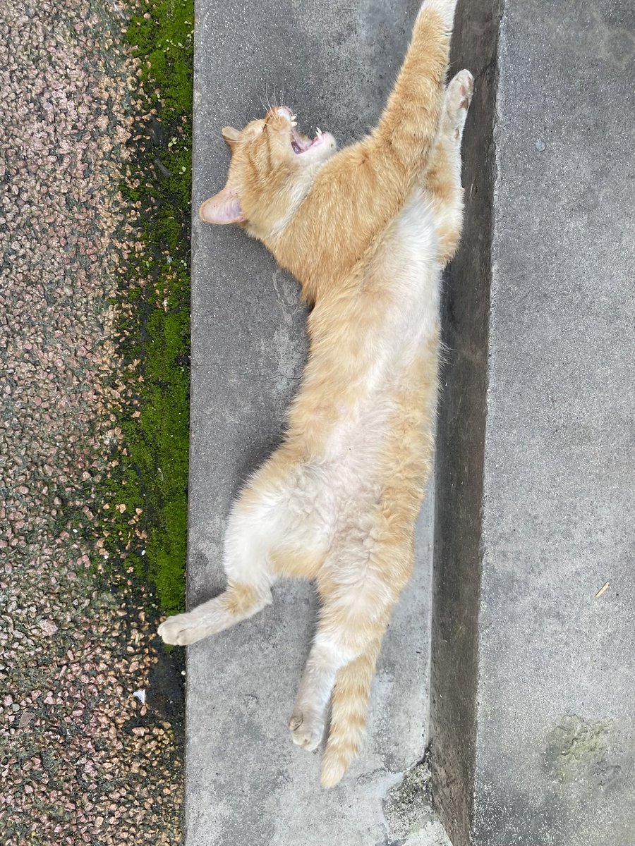 猫猫勇士 🏄 tweet media