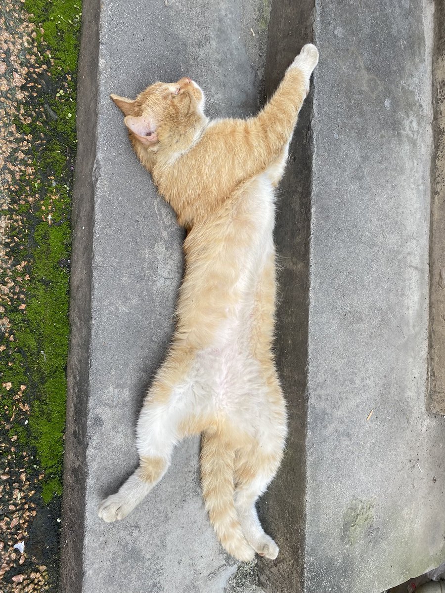 猫猫勇士 🏄 tweet media