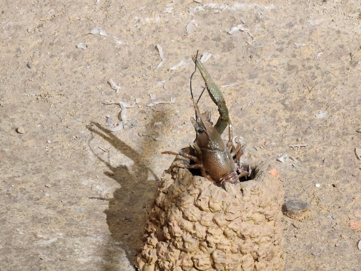 AZ Museum of Natural History tweet media