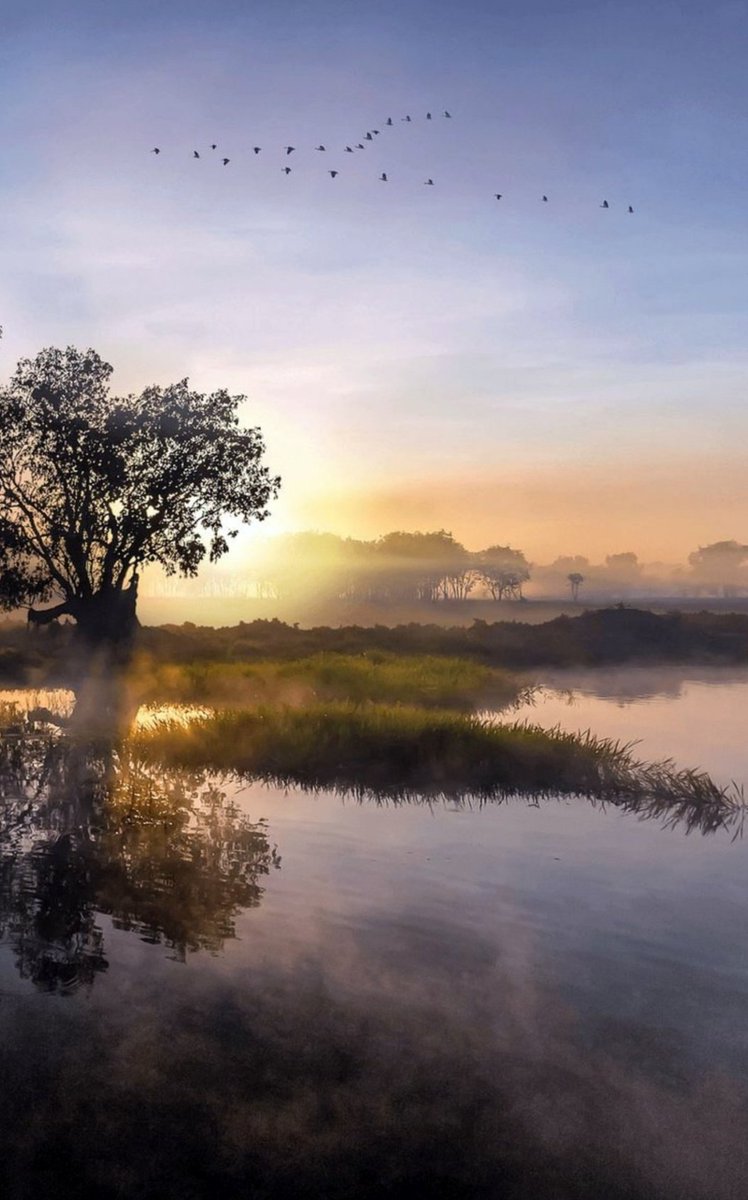 Miep51082958's tweet image. #Dawn  #Dew  #Serenity