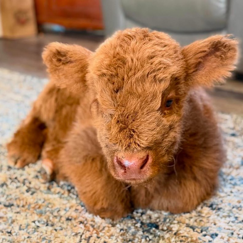 Cow of the Day🐮 tweet media