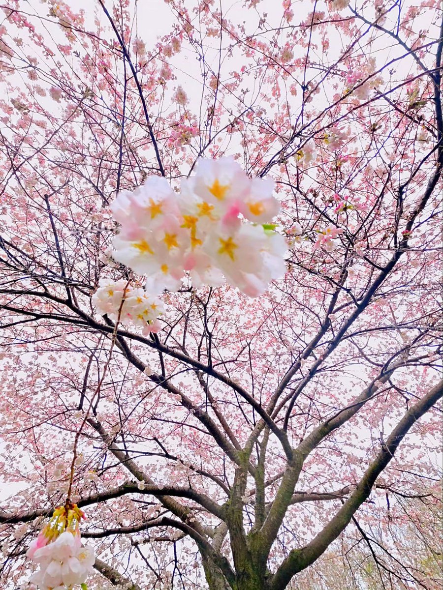 Kat_in_niagara's tweet image. Cherry Blossoms blooming at the Power Station this week-end. 🍒 #ShareYourWeather #StormHour @ThePhotoHour #NiagaraFalls