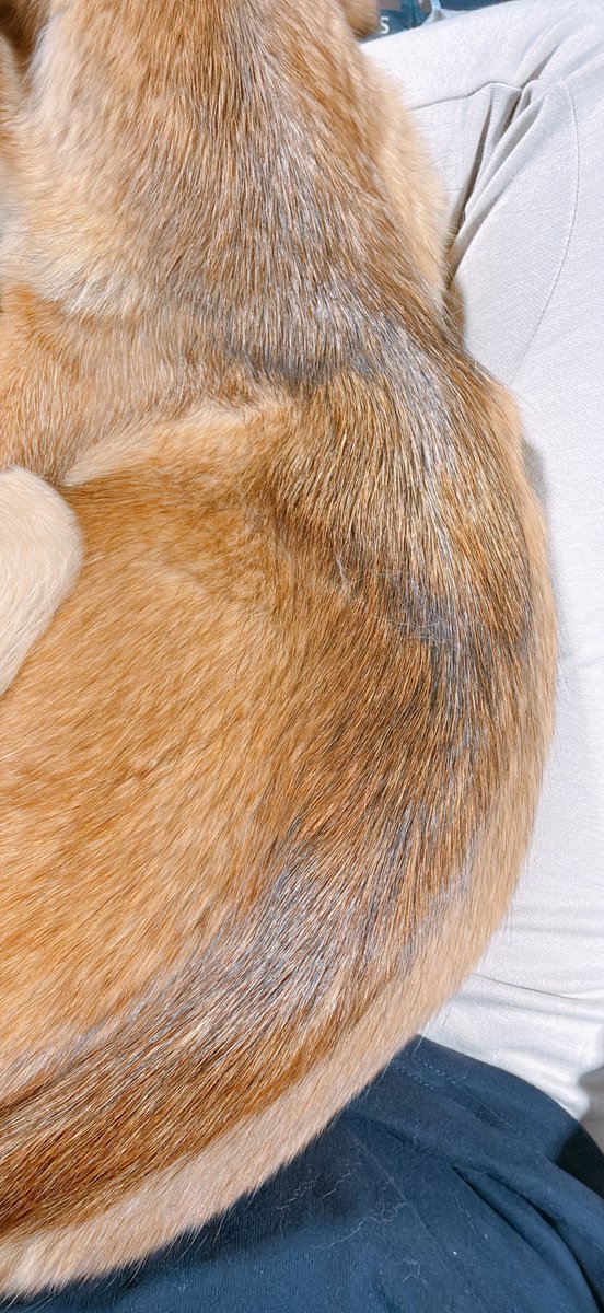 もくば🦁❄️ tweet media