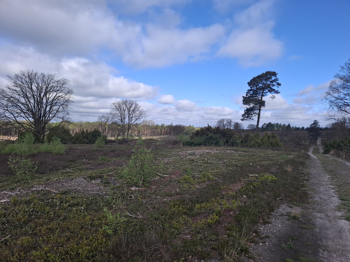 Joost Hondelink tweet media