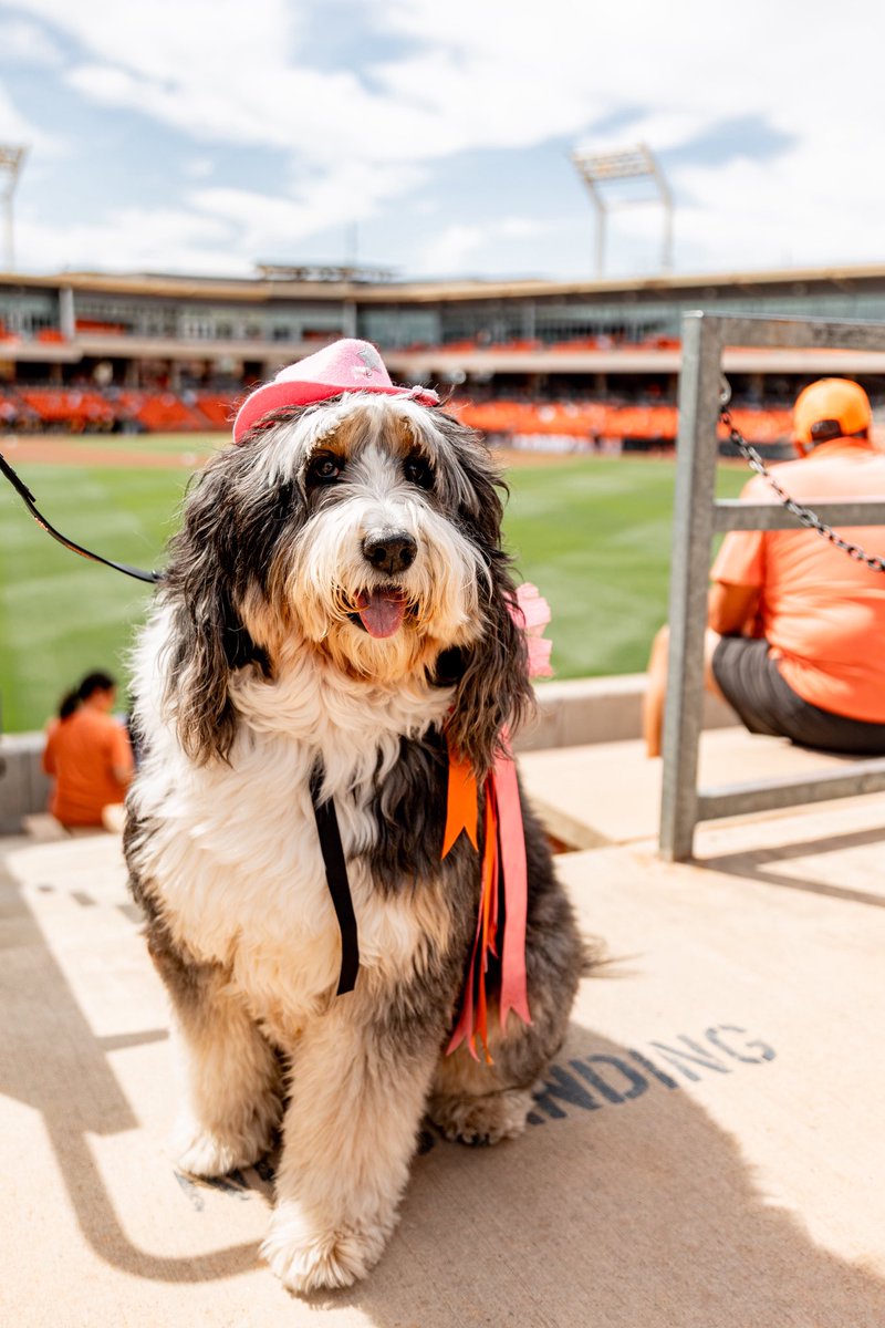 OSU Cowboy Baseball tweet media