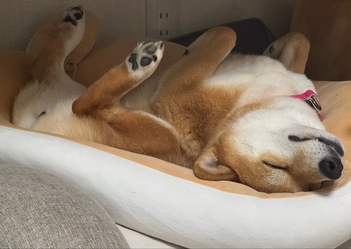 💤💤💤
#柴犬