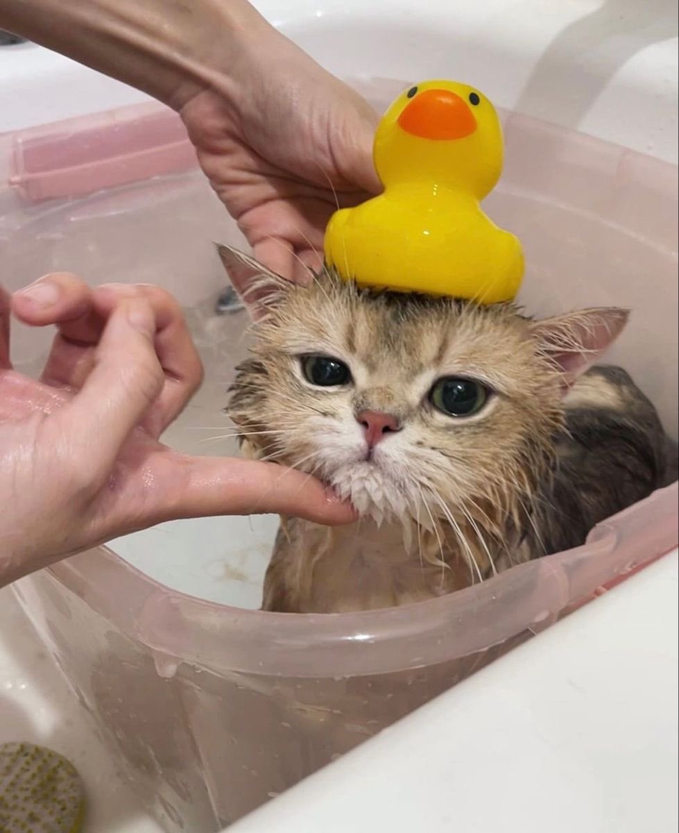justju(meow) tweet media