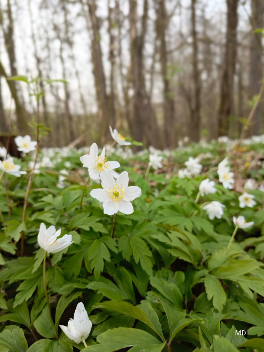 Martina Dvorská tweet media