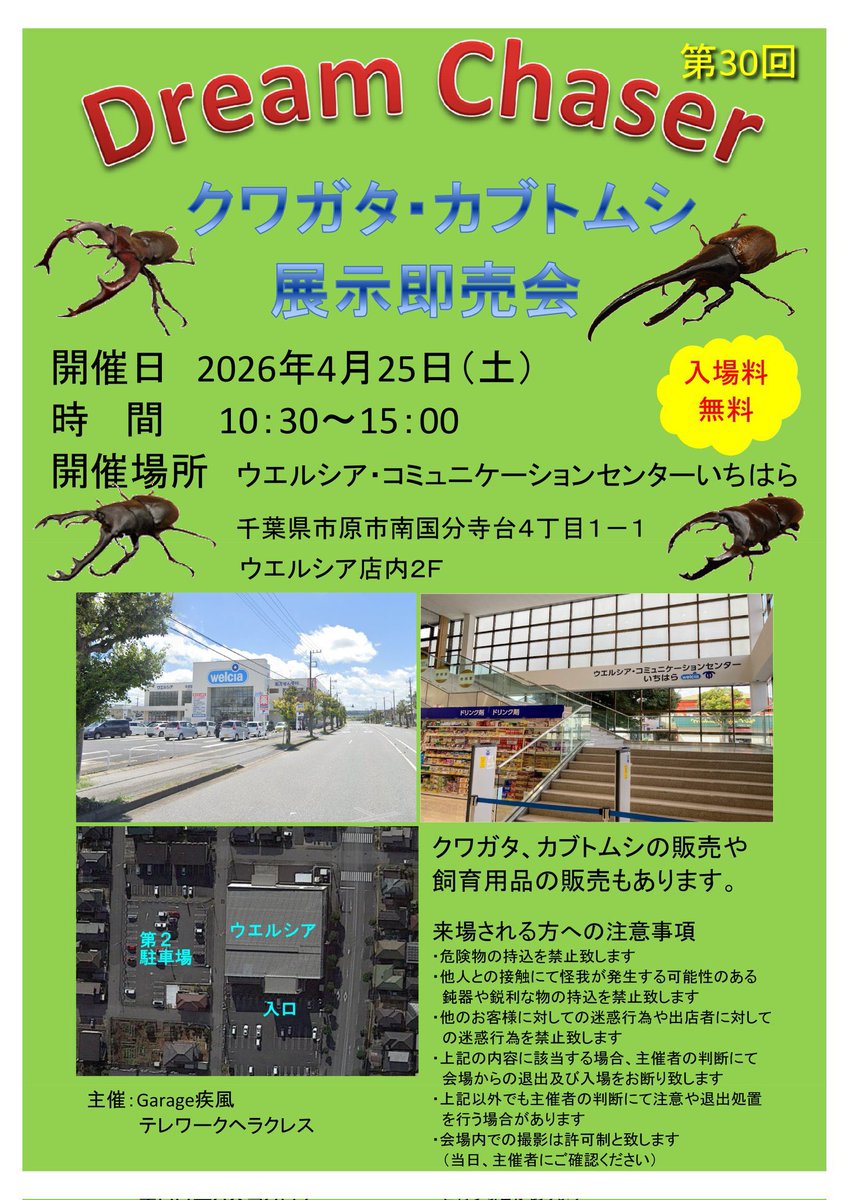 Tanuql's tweet photo. 市原市即売会に持って行く予定のコーカサス
です。
タイリクコーカサス　ベトナム　WF1
13ペアorトリオ♂1♀2     
♂単6
の予定です🙇‍♂️ https://t.co/8eFXKJDSWw