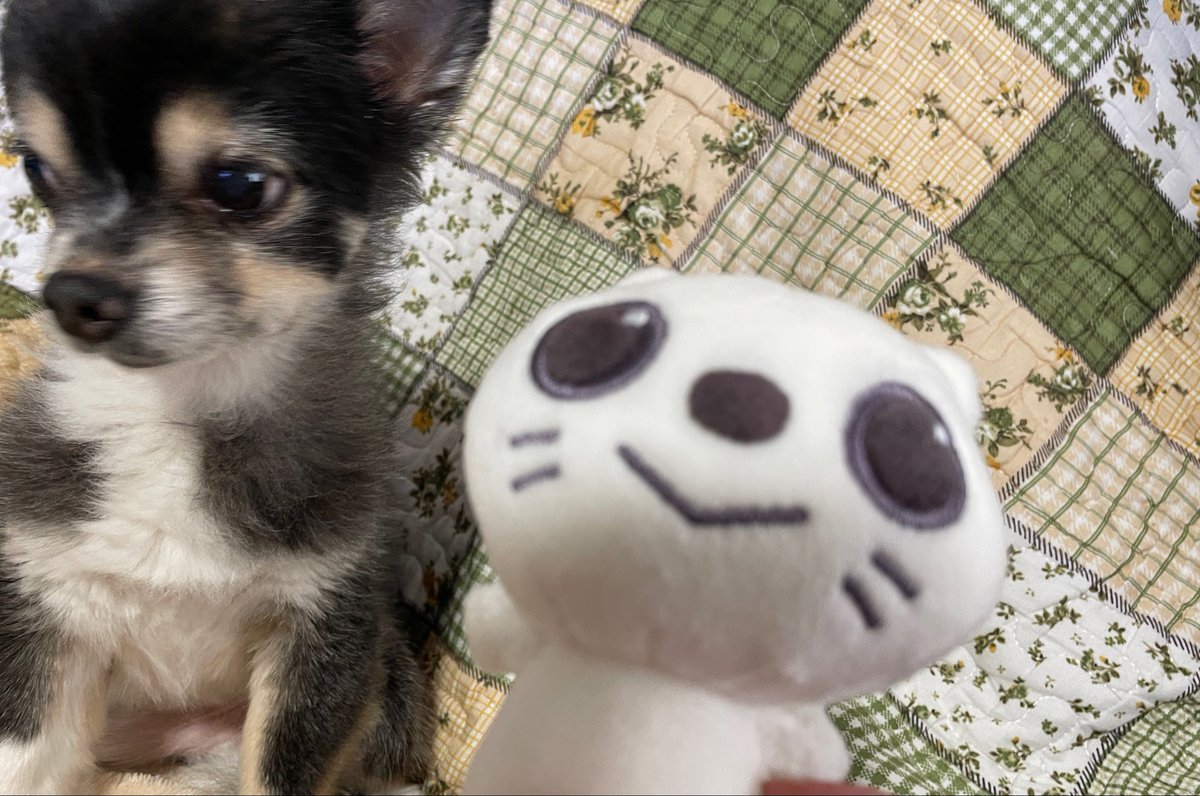 yozuko_ebok's tweet photo. いぬ部チョコです
15歳になったのでぐりりちゃんと記念撮影💖
宇宙一スケートが上手くて、カッコよくて、表現力がハンパなくて、想像の上を行くゆづ兄を僕もママもずっと応援してるよ📣
Whiteなんちゃらを楽しみにしてるママと長生きするぞー‼️
#羽生クラスタいぬ部
#羽生結弦 https://t.co/FB9ii9IuHO