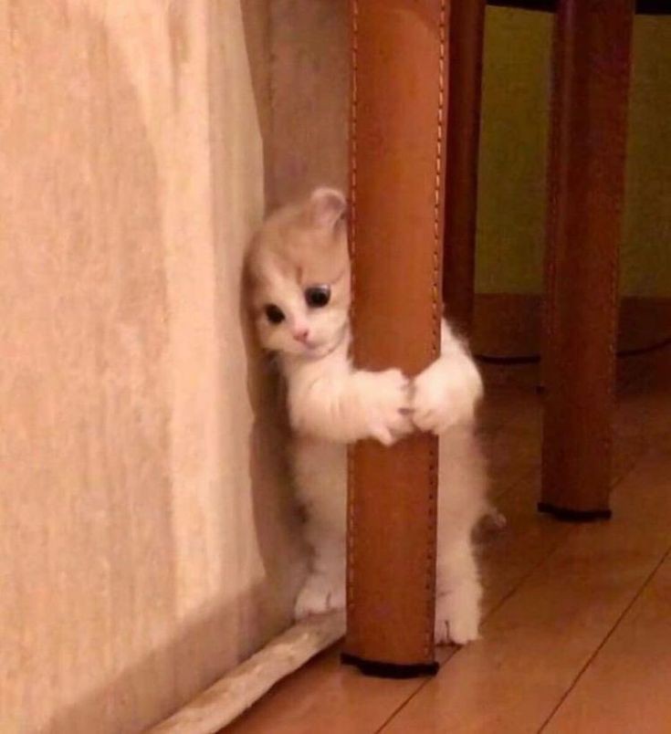 💫🌸 tweet media