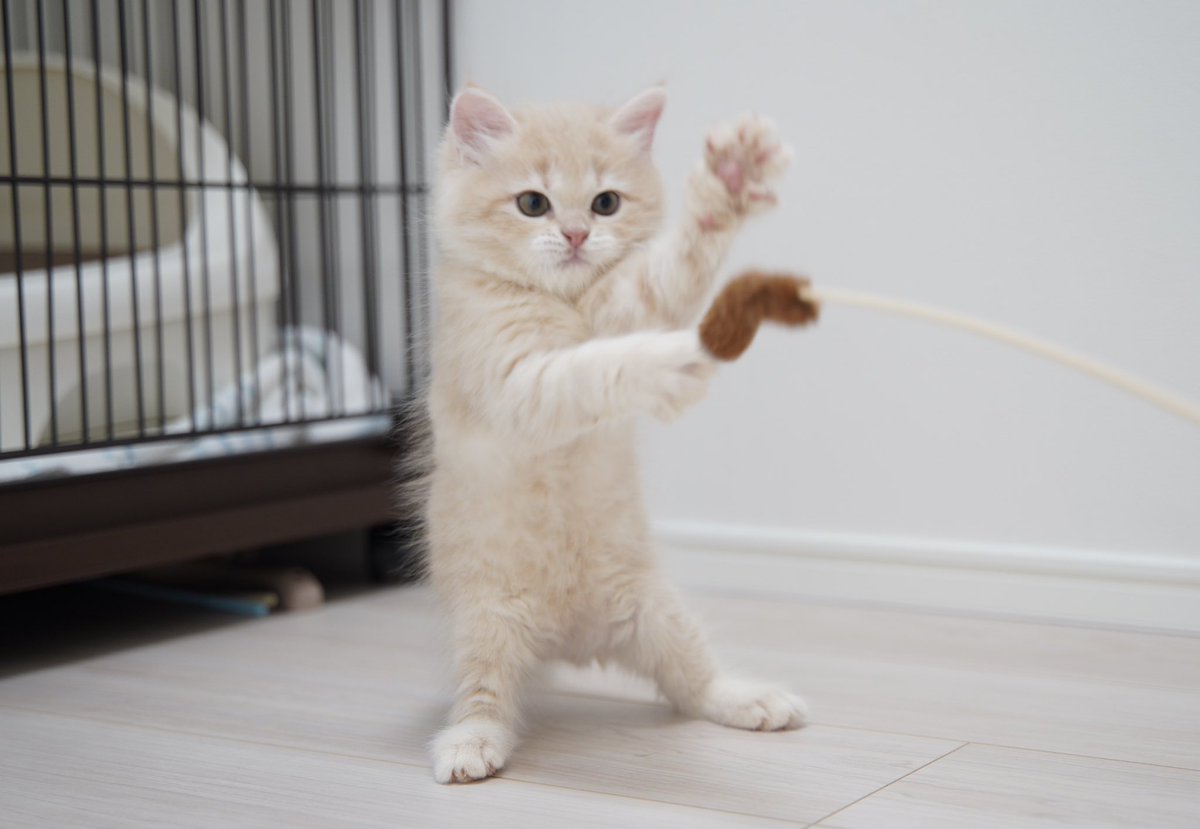 まつたけ tweet media