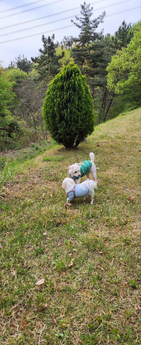 sunny🐶☕️⚘️ tweet media