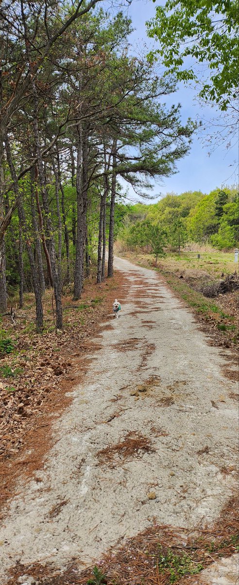 sunny🐶☕️⚘️ tweet media