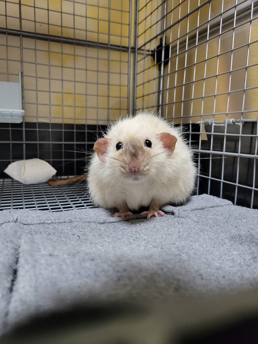 そのさん🐹 tweet media