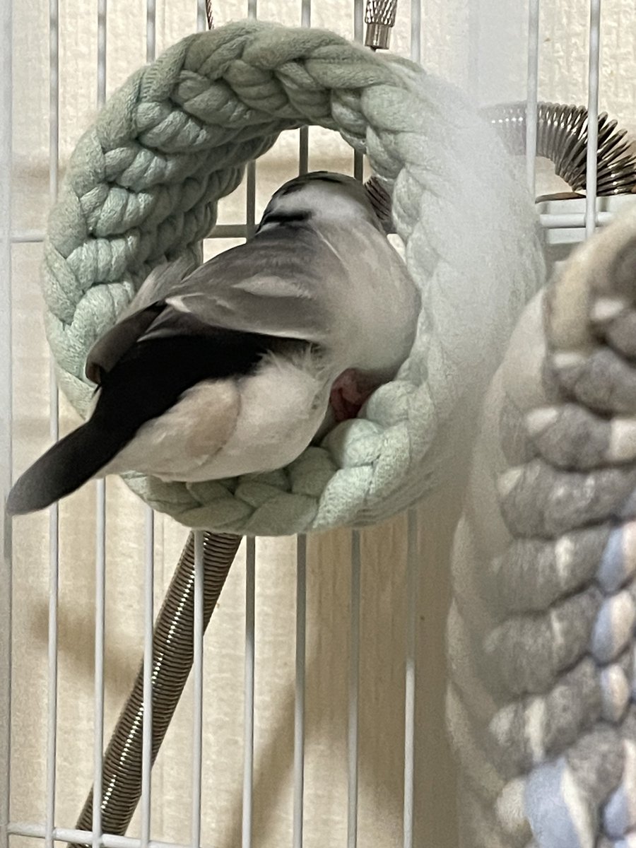 415toko619's tweet photo. もってりしてるね
#文鳥 https://t.co/xy9wCKUInE