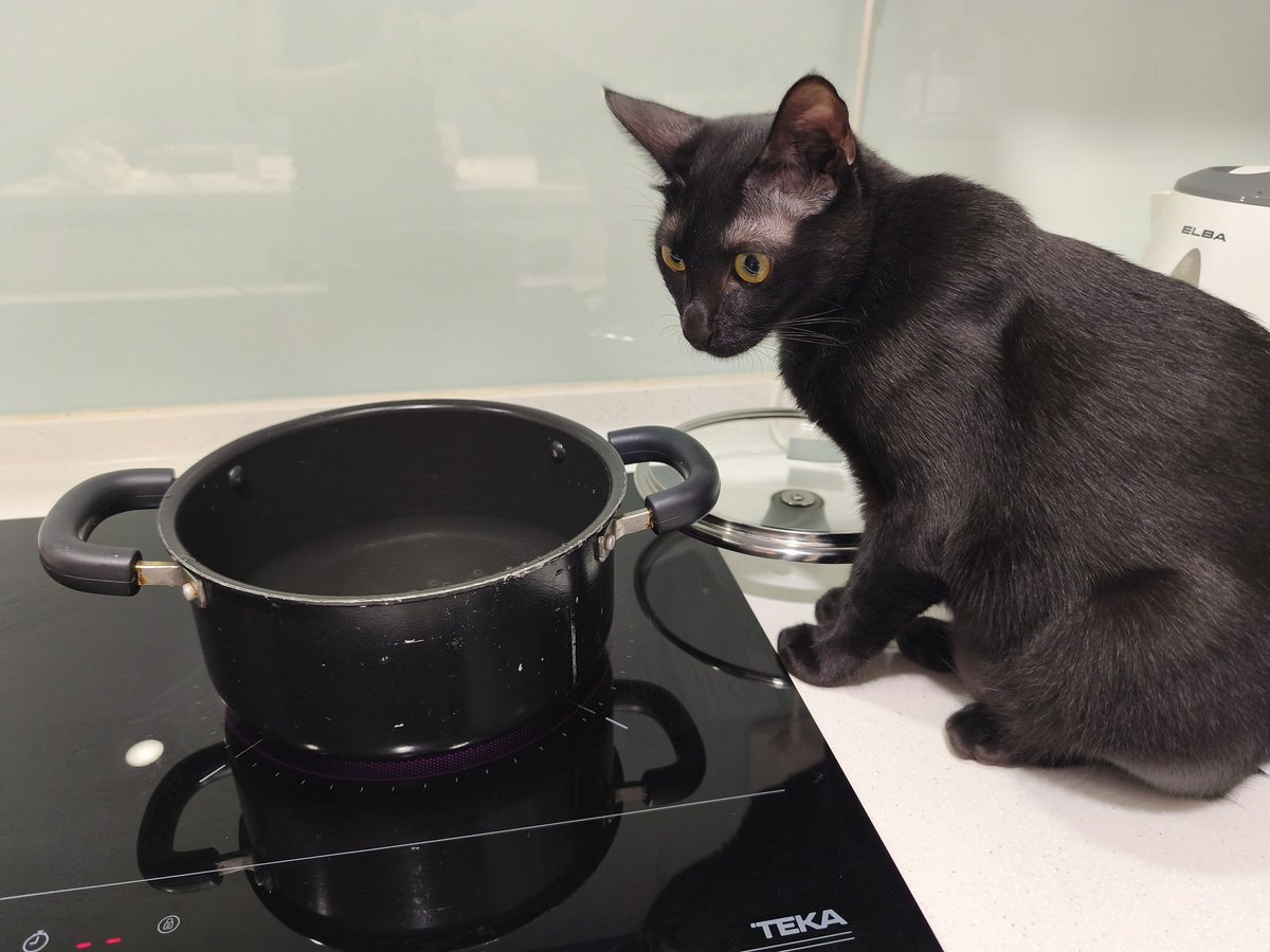 Ivy有🐱啦~ tweet media