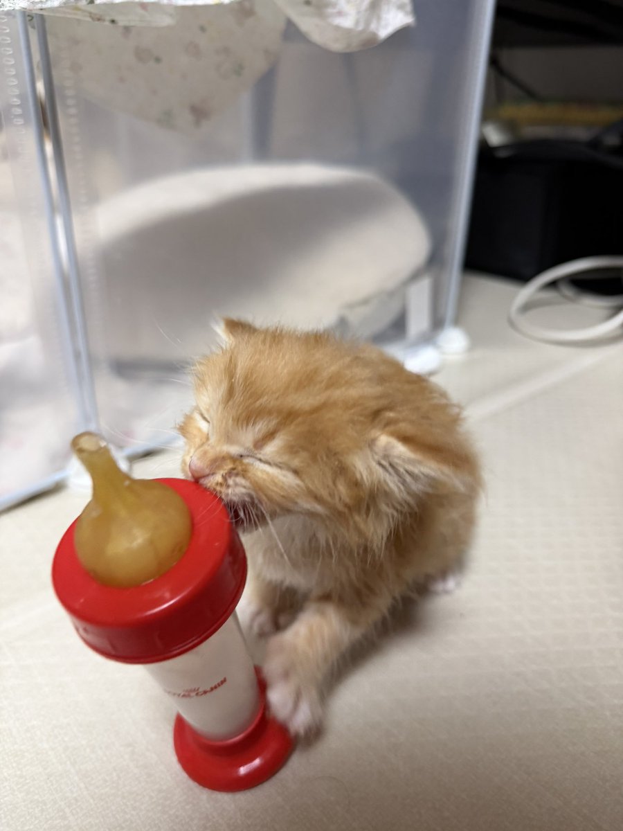 지도 고양이라고 마징가귀 하는거 제법웃겨