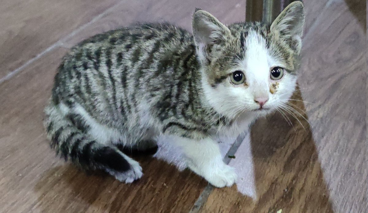 HewisLamilton🐢 tweet media