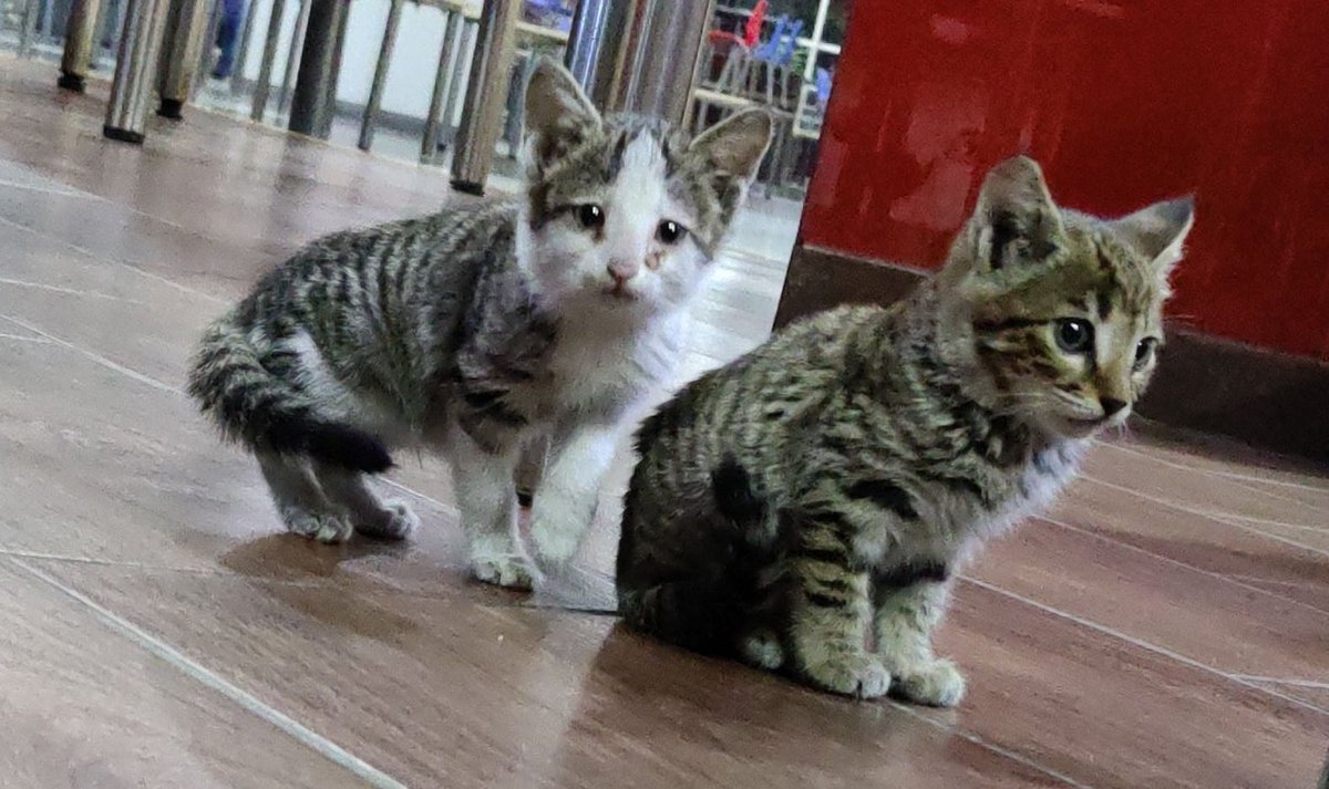 HewisLamilton🐢 tweet media