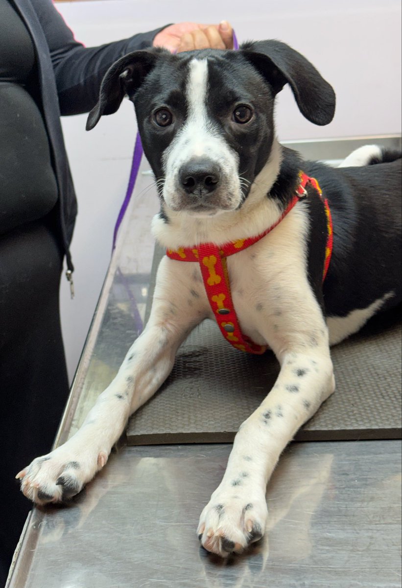 Soy Vete 🐶🐱 tweet media