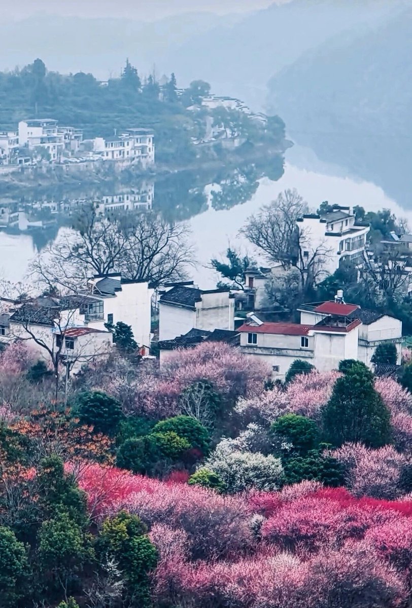 xizheng9610's tweet photo. 安徽歙县的春天，一半诗意，一半烟火。

#美丽中国
#成为中国人 https://t.co/nrmJLyL1LF