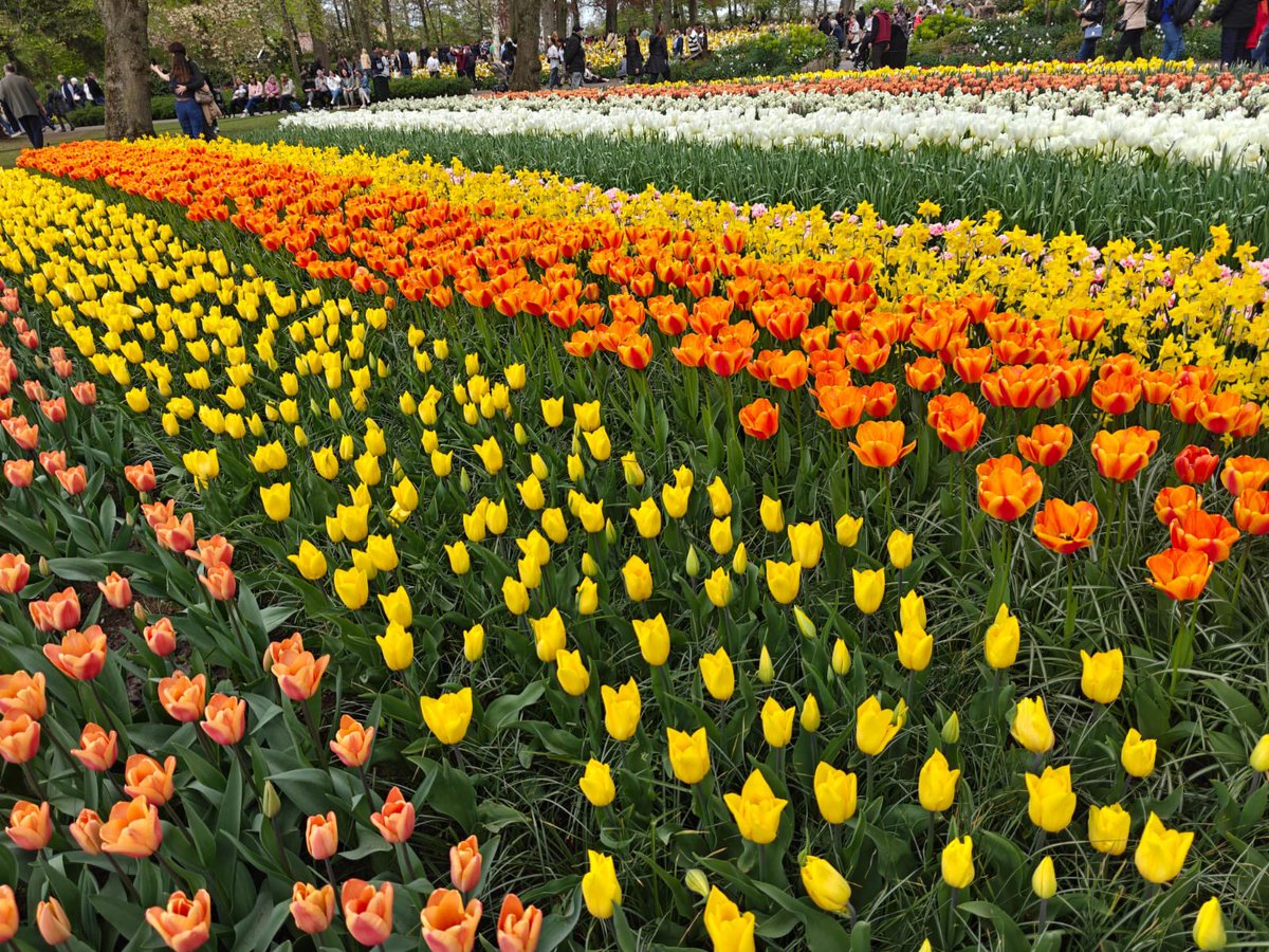 MithiMirchi10's tweet image. At #Keunkenhof, #Lisse #Amsterdam #Holland
The Keukenhof garden has a breathtaking display of color and gorgeousness. A wide array of tulips, daffodils, hyacinths, and other flowers bloom here in abundance. 💕❤️
