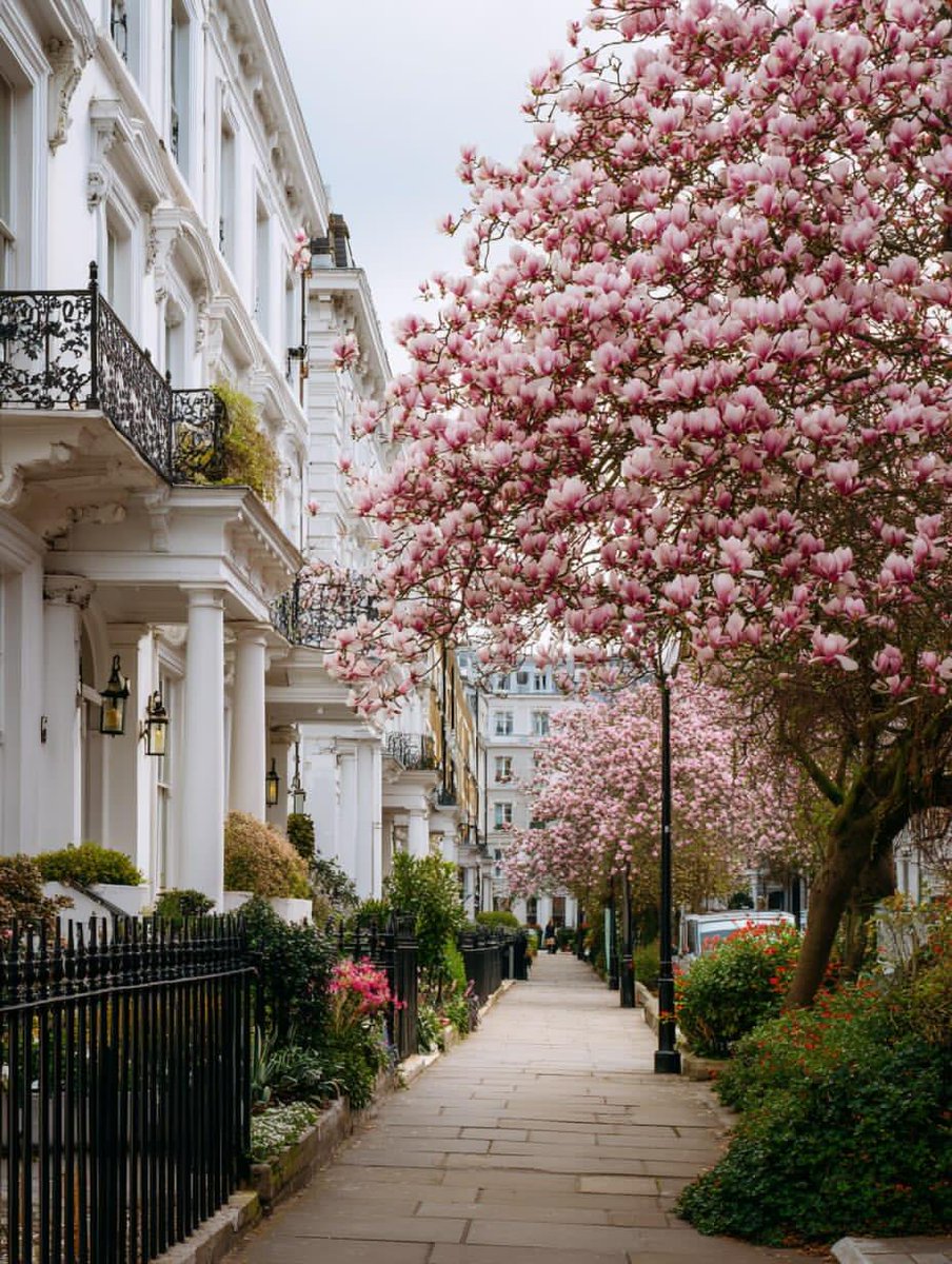 Magnolia Blooming in London, UK 🇬🇧