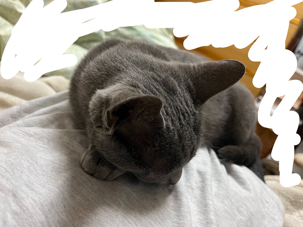 お恐竜さん tweet media