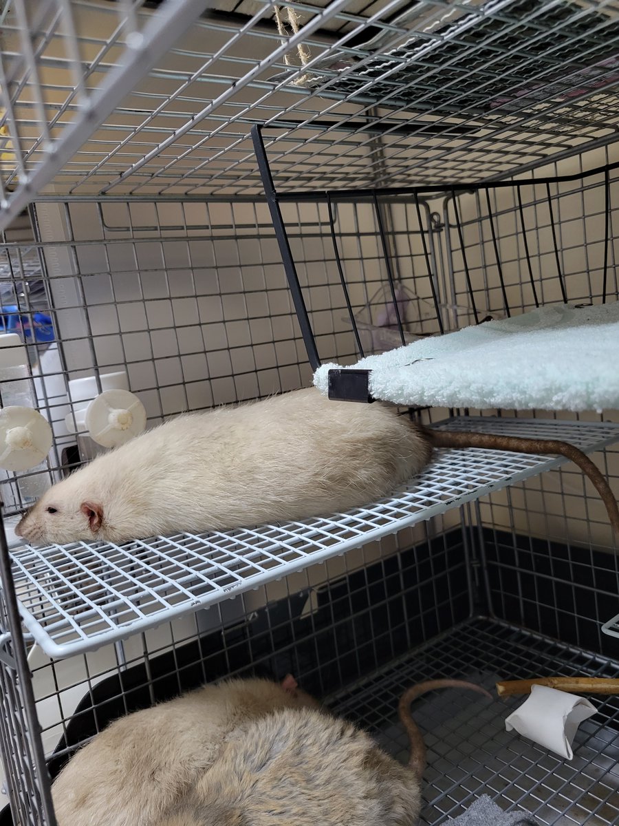 そのさん🐹 tweet media