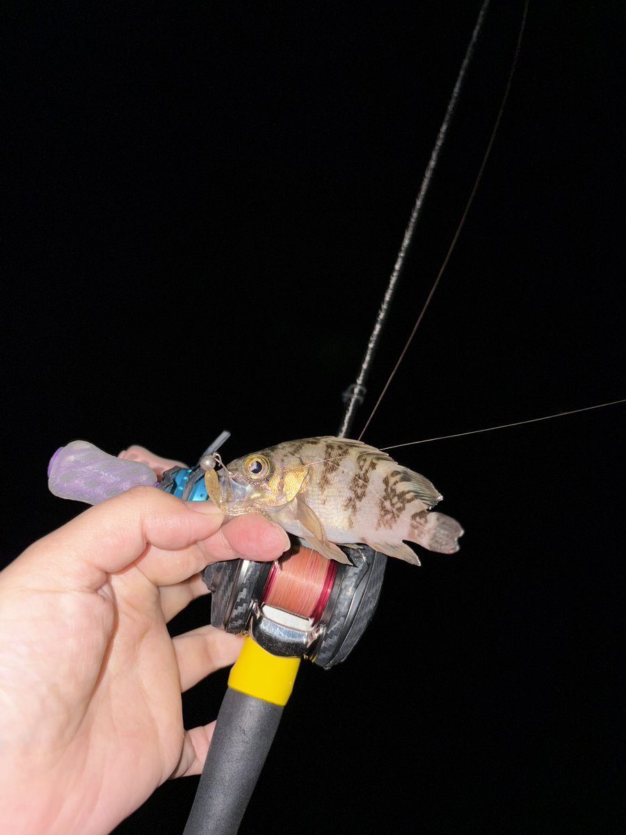 ちゃんまな tweet media