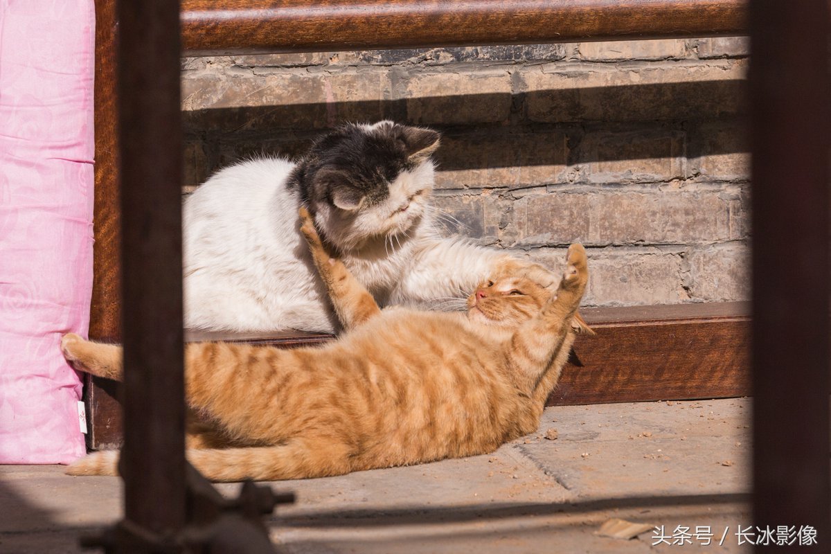 Periquillolospalotes tweet media