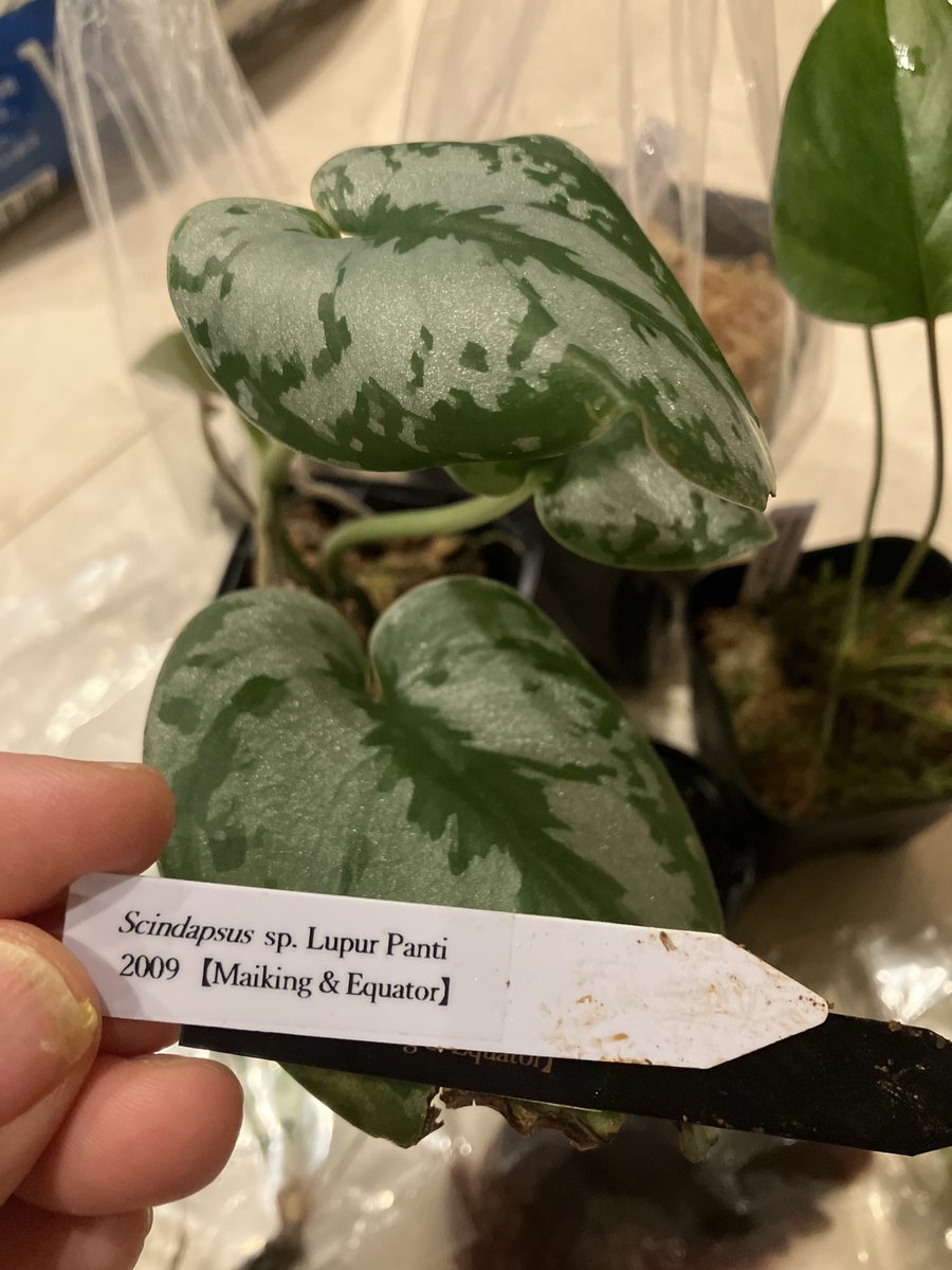 White moon tweet media