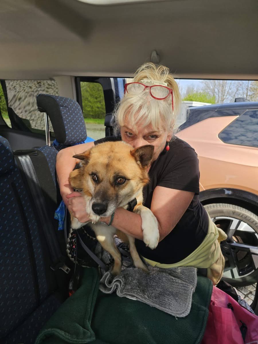 Treue Pfoten e.V.🐕🐩🐕‍🦺🦮 tweet media