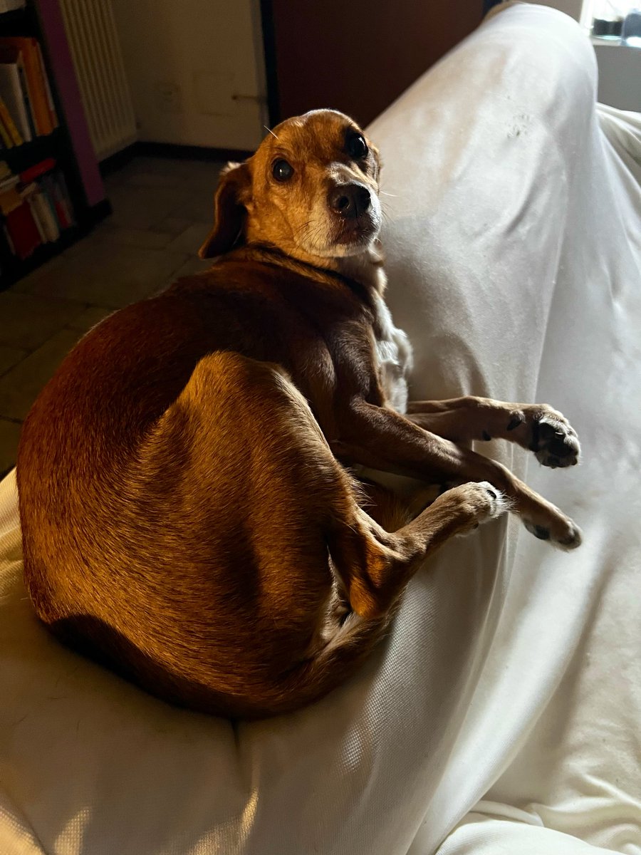 Nik 🇪🇺🇮🇱 🇺🇦 tweet media