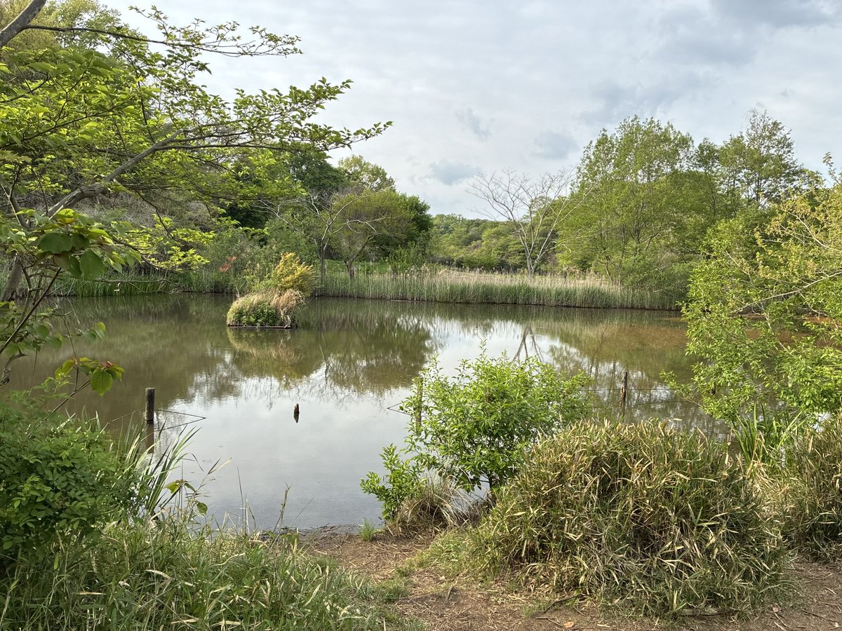 GO46491975's tweet photo. 舞岡公園でノノクラゲ探し🚶‍♂️
湧きはイマイチかも
もちろん色違いノーヒット🥺
簡単には光りませんな💡

明日は仕事だけど、なんとか19時位から20時までウミディグダかノノクラゲの色違い探したいとこwww https://t.co/gb5MgLDu0N