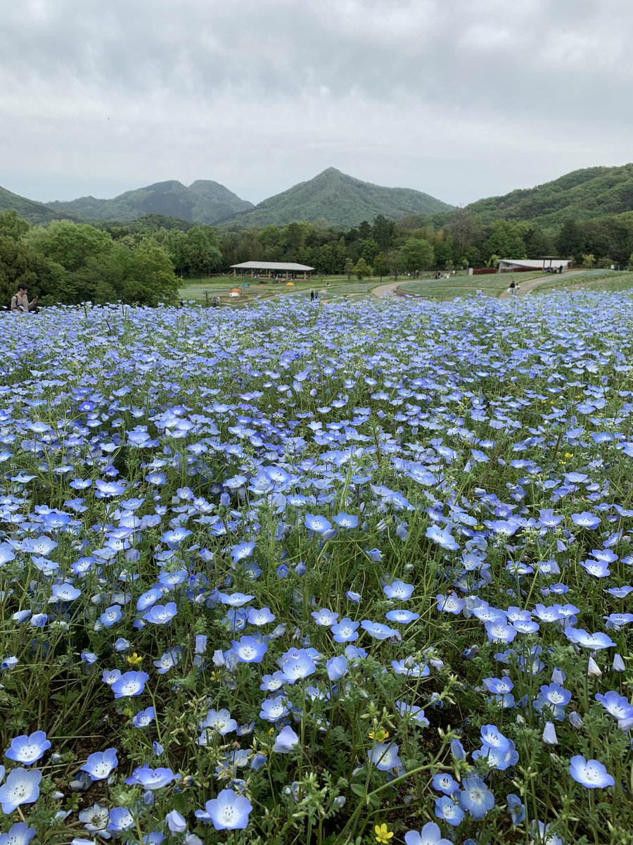 ネモフィラ綺麗だった！
当然のようにフリーレン居た
