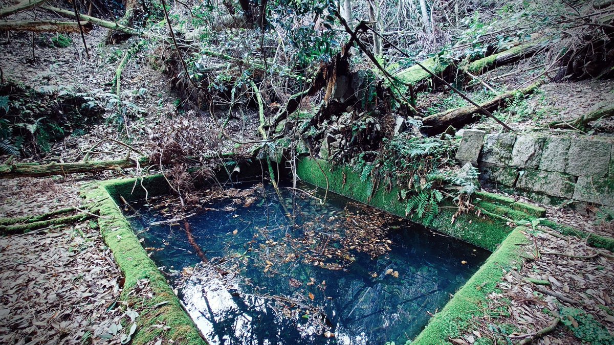 岡村トモ子 tweet media