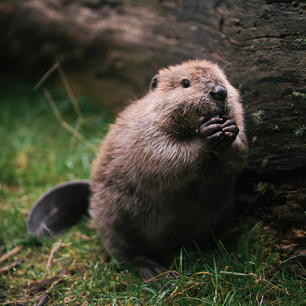 giveashitnature's tweet image. One of the best wildland firefighters walks around on four legs, has a big flat tail, and works for free.

Beavers build dams, and those dams build wetlands: slow, wide, soggy valleys that stay green through the worst droughts. Their ponds spread water into the soil for hundreds