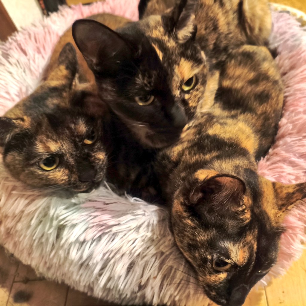 †由詩†@V系メタラー🦇 tweet media