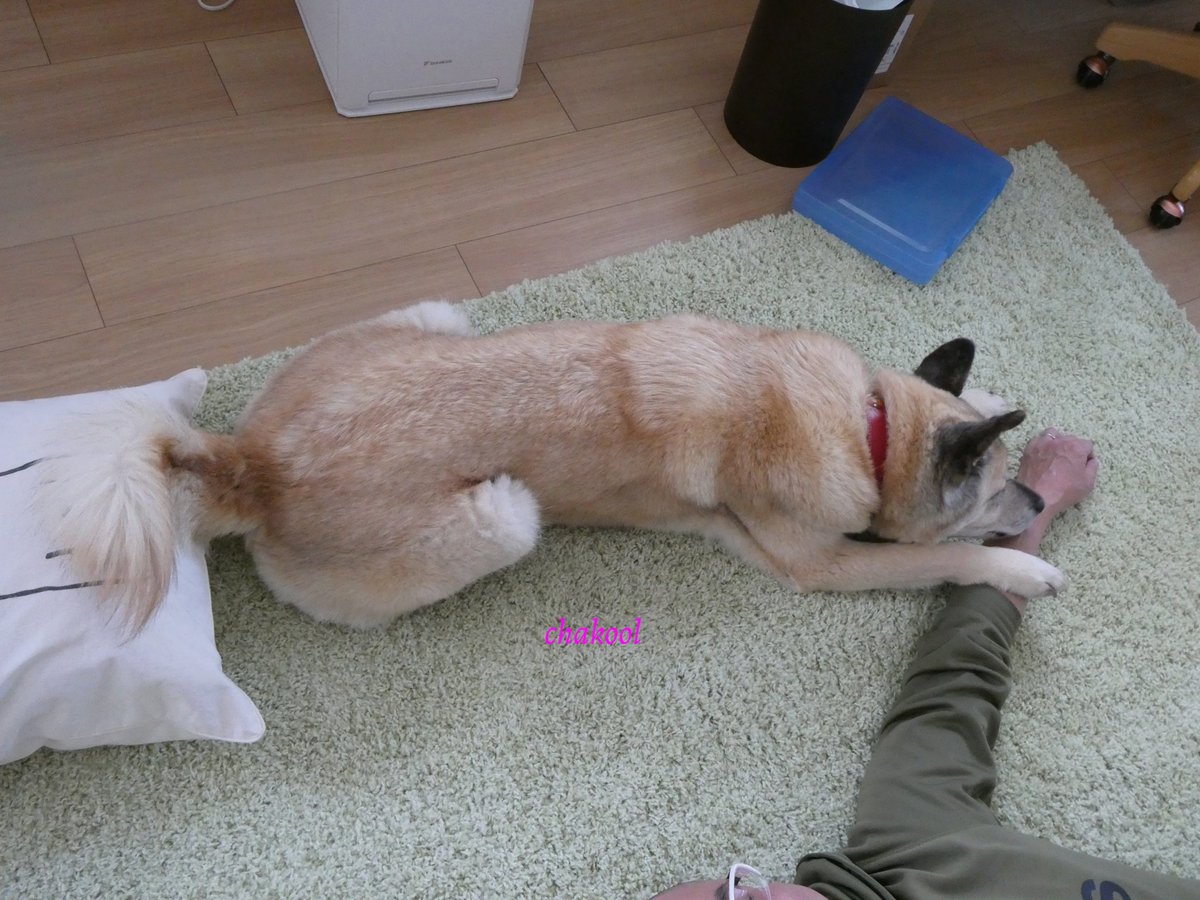 ちゃこさん tweet media