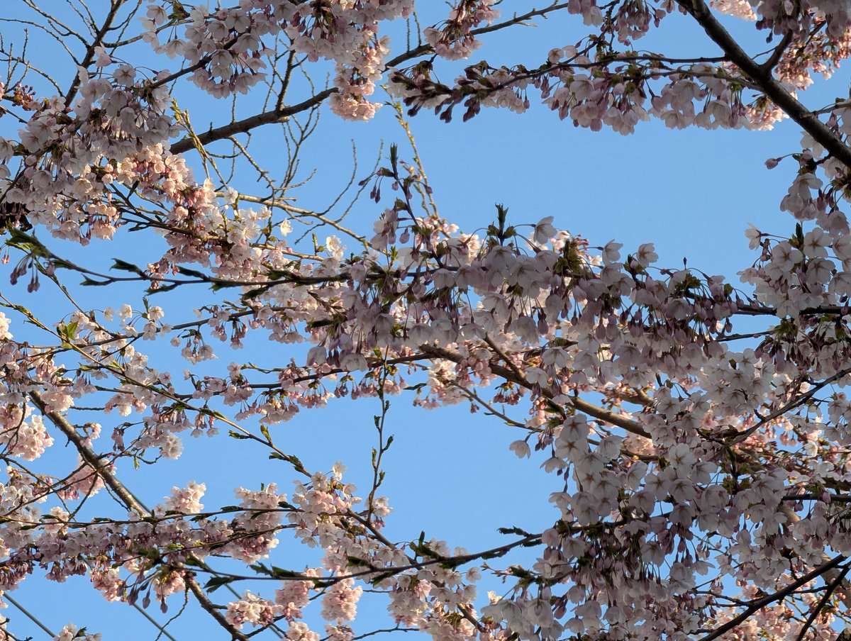 ton_iberico's tweet photo. 桜ヶ丘通りも行って来た https://t.co/PGGue83yj5