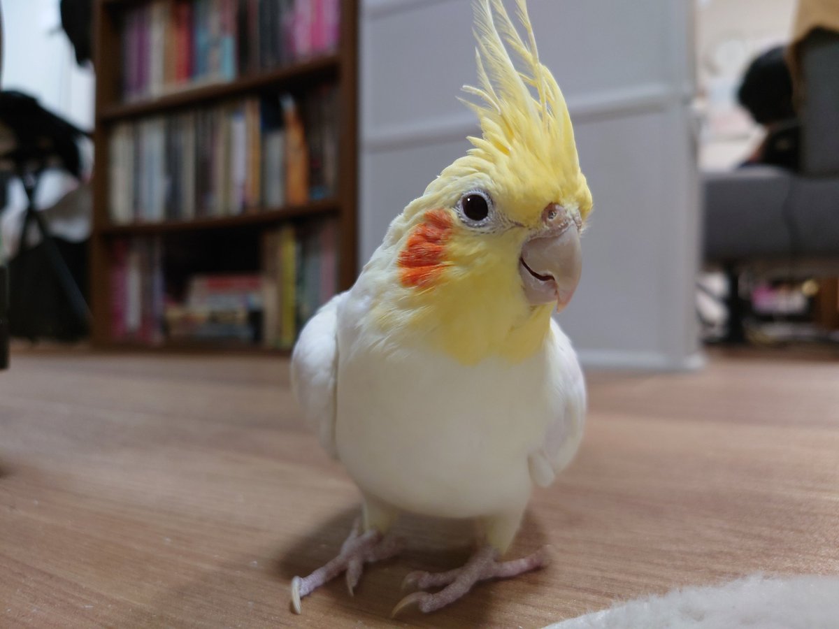 レイル tweet media